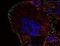Phosphotyrosine antibody, NB500-335, Novus Biologicals, Immunofluorescence image 