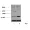 Histone H3 antibody, SPC-1253D-A700, StressMarq, Western Blot image 