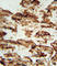Insulin Like Growth Factor Binding Protein 4 antibody, abx033083, Abbexa, Western Blot image 