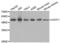 Cleavage Stimulation Factor Subunit 1 antibody, abx004532, Abbexa, Western Blot image 