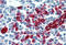 Selectin P Ligand antibody, MBS246239, MyBioSource, Immunohistochemistry frozen image 