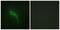 Collagen Type V Alpha 1 Chain antibody, abx013952, Abbexa, Western Blot image 