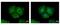 Keratin 31 antibody, GTX112529, GeneTex, Immunofluorescence image 