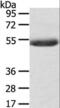 Glycerol-3-phosphate acyltransferase 4 antibody, LS-C403680, Lifespan Biosciences, Western Blot image 