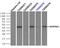 Alpha-1-antitrypsin antibody, LS-C114484, Lifespan Biosciences, Immunoprecipitation image 