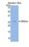 Folate Receptor Alpha antibody, LS-C293963, Lifespan Biosciences, Western Blot image 