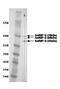 Heterogeneous Nuclear Ribonucleoprotein A1 antibody, orb76660, Biorbyt, Western Blot image 