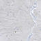 Phospholipase D Family Member 3 antibody, HPA012800, Atlas Antibodies, Immunohistochemistry frozen image 