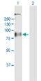 G Protein-Coupled Receptor 156 antibody, H00165829-B01P, Novus Biologicals, Western Blot image 