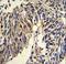 TNF Receptor Superfamily Member 14 antibody, LS-C162063, Lifespan Biosciences, Immunohistochemistry frozen image 