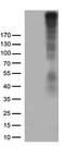 Chondroitin Sulfate Proteoglycan 4 antibody, CF812902, Origene, Western Blot image 