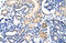 EMG1 N1-Specific Pseudouridine Methyltransferase antibody, 29-370, ProSci, Western Blot image 