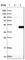 Abhydrolase Domain Containing 5 antibody, HPA035851, Atlas Antibodies, Western Blot image 