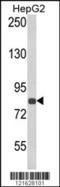 Endothelin Converting Enzyme 1 antibody, 62-505, ProSci, Western Blot image 