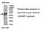 Ankyrin repeat and MYND domain-containing protein 2 antibody, MBS416531, MyBioSource, Western Blot image 