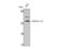 Mucin 13, Cell Surface Associated antibody, STJ94286, St John