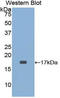 CD59 Molecule (CD59 Blood Group) antibody, LS-C296088, Lifespan Biosciences, Western Blot image 