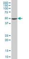 COP9 Signalosome Subunit 2 antibody, H00009318-M02, Novus Biologicals, Western Blot image 