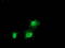 Zinc Finger AN1-Type Containing 2B antibody, TA502440S, Origene, Immunofluorescence image 