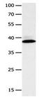 H36 antibody, orb107393, Biorbyt, Western Blot image 