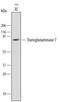 Transglutaminase 7 antibody, MA5-24272, Invitrogen Antibodies, Western Blot image 