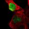 Ovo Like Transcriptional Repressor 1 antibody, NBP1-89469, Novus Biologicals, Immunocytochemistry image 