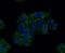 Growth Factor Receptor Bound Protein 2 antibody, NBP2-80405, Novus Biologicals, Immunofluorescence image 