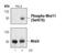 MRE11 Homolog, Double Strand Break Repair Nuclease antibody, PA5-17069, Invitrogen Antibodies, Western Blot image 