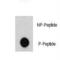 ABL Proto-Oncogene 1, Non-Receptor Tyrosine Kinase antibody, LS-C96814, Lifespan Biosciences, Dot Blot image 