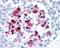 Islet Amyloid Polypeptide antibody, 49-404, ProSci, Immunohistochemistry paraffin image 