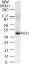 Mitogen-Activated Protein Kinase Kinase 2 antibody, PA1-41411, Invitrogen Antibodies, Western Blot image 