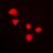 Cyclin Dependent Kinase 7 antibody, orb10361, Biorbyt, Immunofluorescence image 