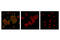 Catenin Beta 1 antibody, 8814S, Cell Signaling Technology, Immunofluorescence image 