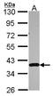 Apurinic/Apyrimidinic Endodeoxyribonuclease 1 antibody, LS-C185333, Lifespan Biosciences, Western Blot image 