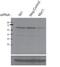 c-Myc antibody, 71-161, BioAcademia Inc, Western Blot image 