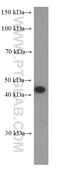 Paired Box 5 antibody, 60349-1-Ig, Proteintech Group, Western Blot image 