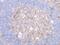 TNF Superfamily Member 11 antibody, AHP1209B, Bio-Rad (formerly AbD Serotec) , Enzyme Linked Immunosorbent Assay image 