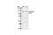 Phosphatidylinositol-4,5-Bisphosphate 3-Kinase Catalytic Subunit Gamma antibody, 4252S, Cell Signaling Technology, Western Blot image 