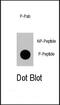 p21 antibody, PA5-12644, Invitrogen Antibodies, Dot Blot image 