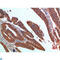 Platelet Derived Growth Factor C antibody, LS-C813923, Lifespan Biosciences, Immunohistochemistry paraffin image 