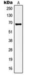 Potassium Voltage-Gated Channel Subfamily A Member 3 antibody, LS-C352410, Lifespan Biosciences, Western Blot image 