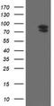 TLE Family Member 1, Transcriptional Corepressor antibody, TA800303AM, Origene, Western Blot image 