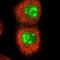 SWI5 Dependent Homologous Recombination Repair Protein 1 antibody, NBP1-90797, Novus Biologicals, Immunocytochemistry image 