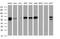 Guanylate-binding protein 5 antibody, MA5-25374, Invitrogen Antibodies, Western Blot image 
