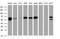 Guanylate Binding Protein 5 antibody, MA5-25374, Invitrogen Antibodies, Western Blot image 