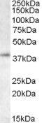 Ring Finger Protein 2 antibody, PA5-18130, Invitrogen Antibodies, Western Blot image 