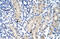 Aprataxin antibody, 29-174, ProSci, Enzyme Linked Immunosorbent Assay image 