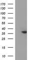 Toll Interacting Protein antibody, CF506966, Origene, Western Blot image 