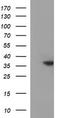 TOLIP antibody, CF506966, Origene, Western Blot image 