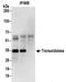 Transaldolase 1 antibody, NBP2-32216, Novus Biologicals, Immunoprecipitation image 